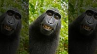 monkey_selfie2-970-80.jpg