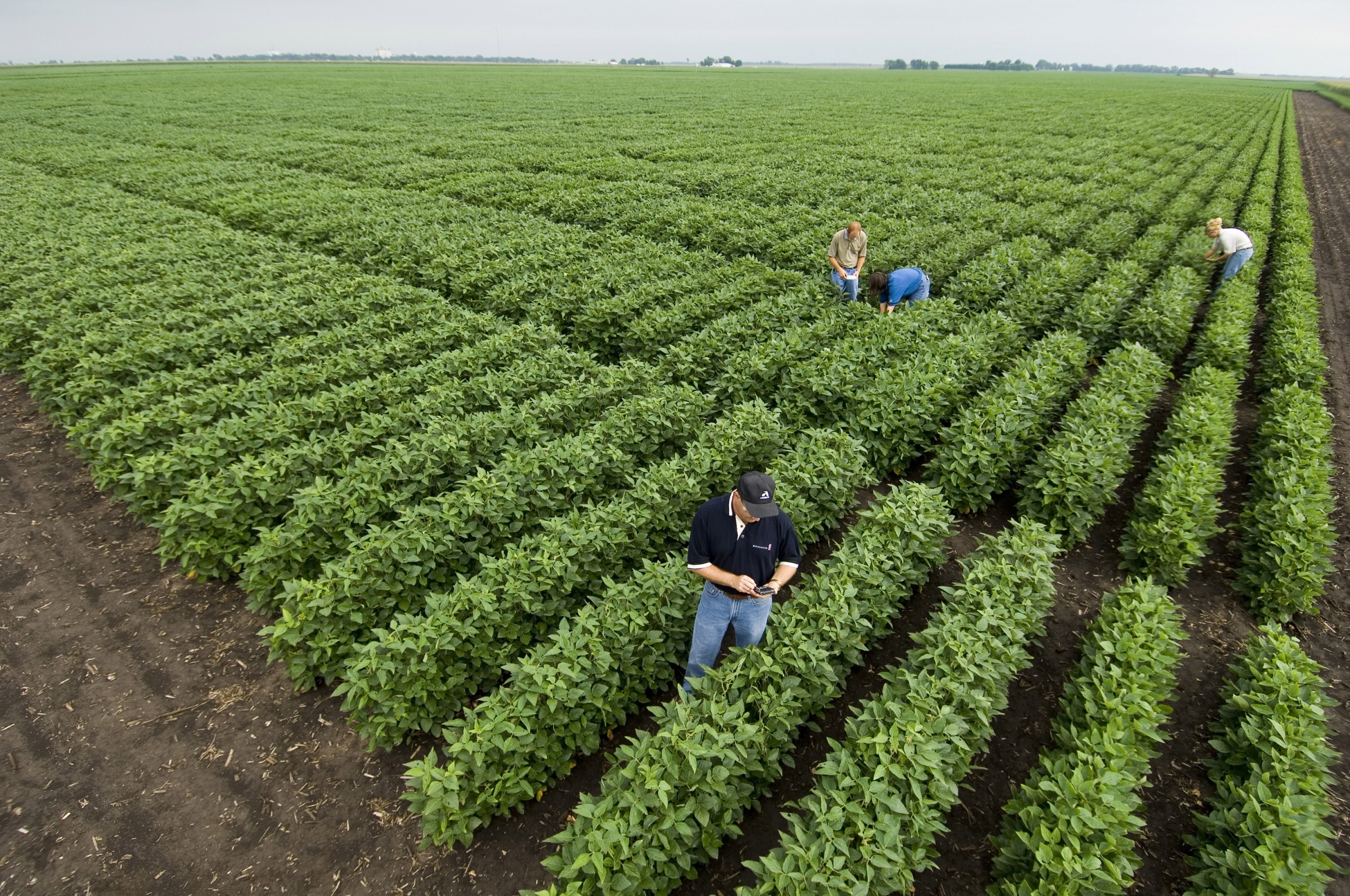 Img crop. Плантации сои Monsanto в Румынии. Гибриды сои Монсанто. Трансгенные леса. Трансгенная соя Монсанто.